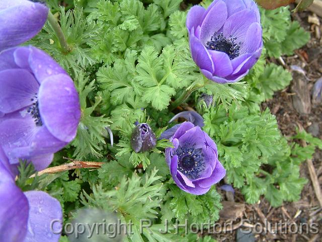 Anemone Mauve1